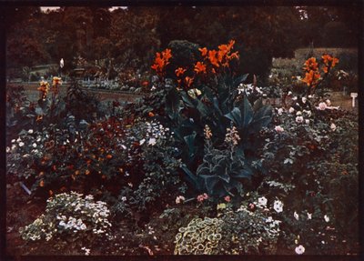 Aiuola nei Giardini Botanici, Sydney, Nuovo Galles del Sud, Australia da Photographer Australian