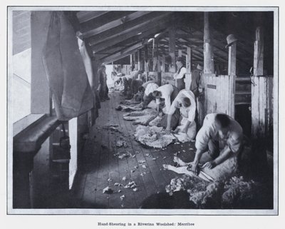Tosatura a mano in un capannone di lana a Riverina, Merribee da Photographer Australian