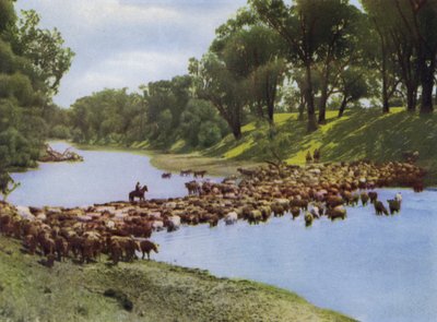 Queensland, Australia: Conduzione del bestiame vicino a Goondiwindi da Photographer Australian