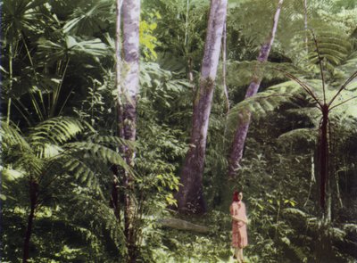 Queensland, Australia: giungla tropicale (foto) da Photographer Australian