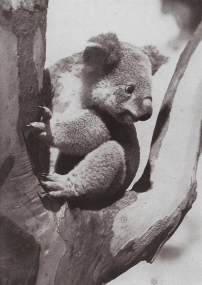 Il Koala unico o Orso Nativo da Photographer Australian