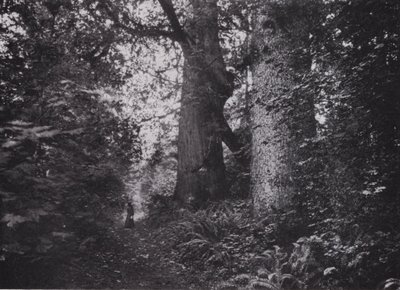 Giganti della foresta, Stanley Park, Vancouver (foto in b/n) da Photographer Canadian
