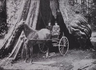 Il grande albero, Stanley Park, Vancouver da Photographer Canadian