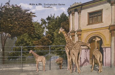 Zoo di Colonia, giraffe (foto) da Photographer German