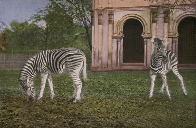 Zoo di Colonia, Zebre da Photographer German