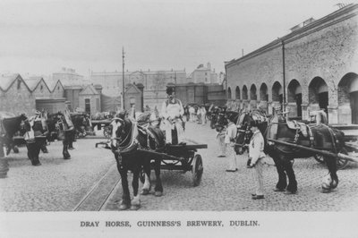 Cavallo da tiro, Guinness Brewery, Dublino, Irlanda da Photographer Irish
