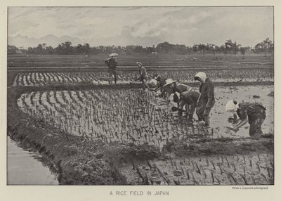 Una risaia in Giappone da Photographer Japanese