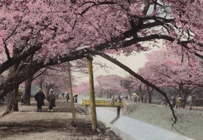 Giappone, c.1912: Fiori di ciliegio a Koganei, vicino a Tokyo da Photographer Japanese