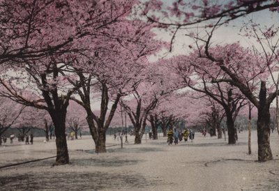 Giappone, c.1912: Fiori di ciliegio al Parco Uyeno, Tokyo da Photographer Japanese