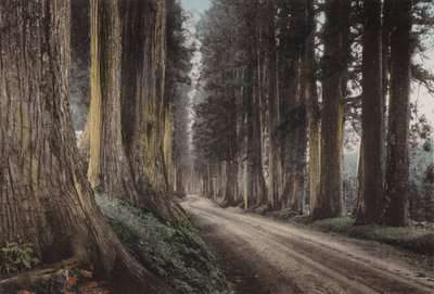 Giappone, c.1912: Strada di Cryptomeria, Nikko da Photographer Japanese