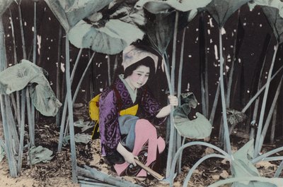 Giappone, c.1912: Enorme Rabarbaro di palude, pianta selvatica, Akita da Photographer Japanese