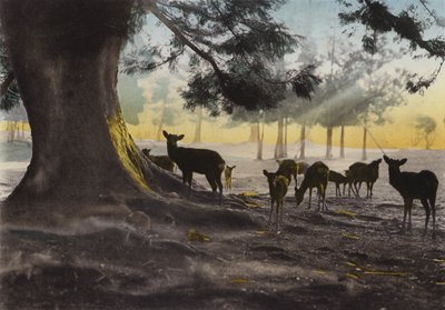 Giappone, c.1912: Terreno del Tempio Kasuga con cervi addomesticati che vagano, Nara da Photographer Japanese