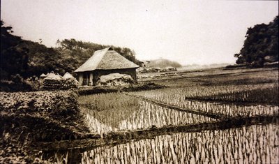 Campi di riso in Giappone da Photographer Japanese