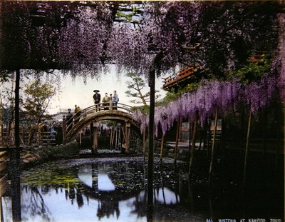 Glicine in un giardino a Kameido, c.1900 da Photographer Japanese