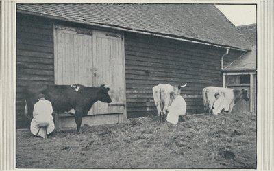 Mungitura delle mucche, 1910 da Pictorial Agency