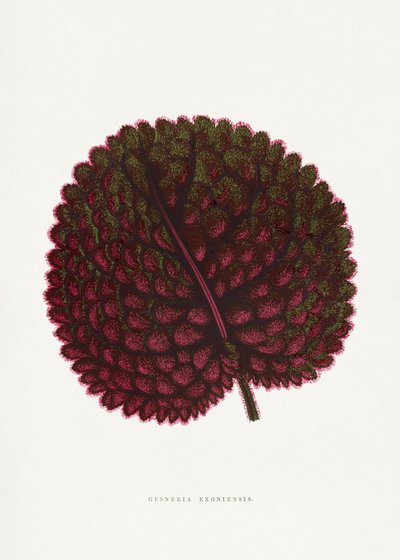  da PictufyLes Plantes a Feuillage Colore