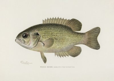 Il pesce persico di scoglio (Ambloplites rupestris) di Sherman F. Denton (1856-1937) da Pictufy