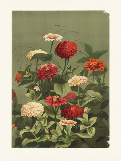 Zinnie di Ellen Thayer Fisher da Pictufy