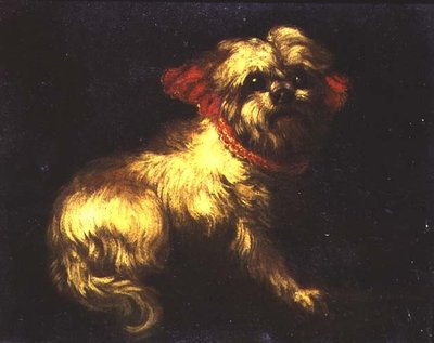Un Terrier Maltese da Pier Francesco Cittadini