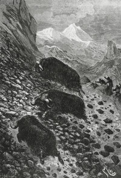 Bue muschiato, xilografia di Edouard Riou da Blaise Nicolas Le Sueur