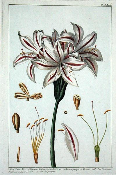 Lilio Narciffus Affricanus da 