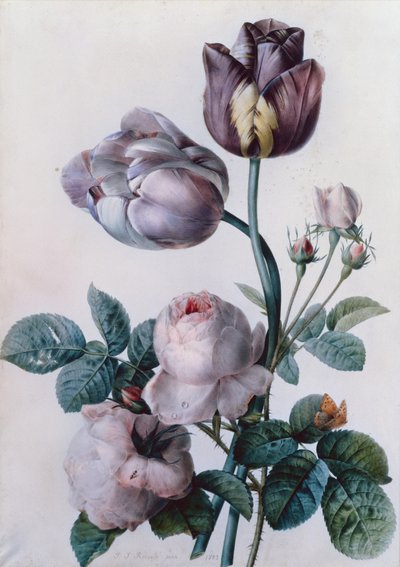 Una Rosa Cavolo, Due Tulipani, Una Piccola Farfalla Tartaruga, Prato Giallo da Pierre Joseph Redouté