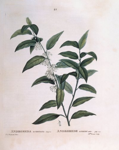 Andromeda acuminata, tavola botanica di Pierre Joseph Redouté da Pierre Joseph Redouté
