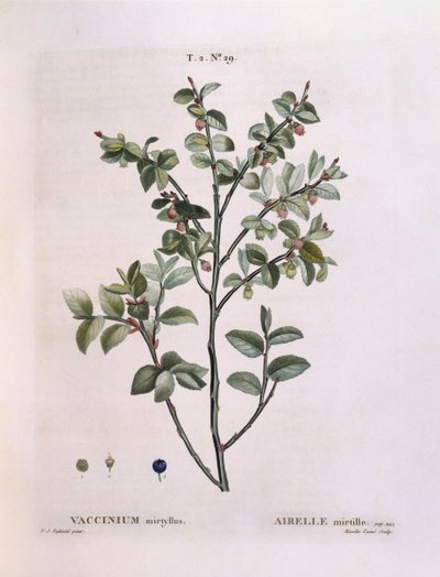 Mirtillo (Vaccinium myrtillus), tavola botanica di Pierre Joseph Redouté da Pierre Joseph Redouté