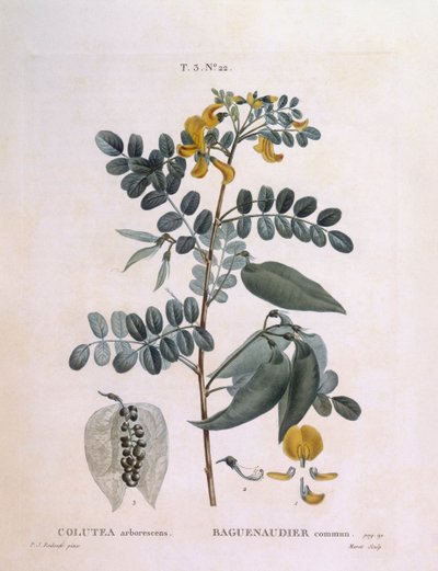 Senna vesicaria (Colutea arborescence), tavola botanica di Pierre Joseph Redouté da Pierre Joseph Redouté