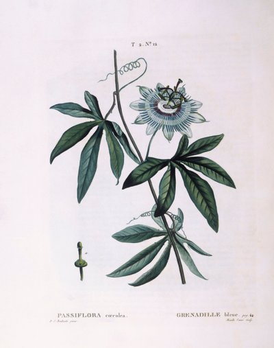 Passiflora blu (Passiflora caerulea), tavola botanica di Pierre Joseph Redouté da Pierre Joseph Redouté