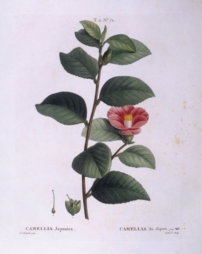 Camelia (Camellia japonica), tavola botanica di Pierre Joseph Redouté da Pierre Joseph Redouté