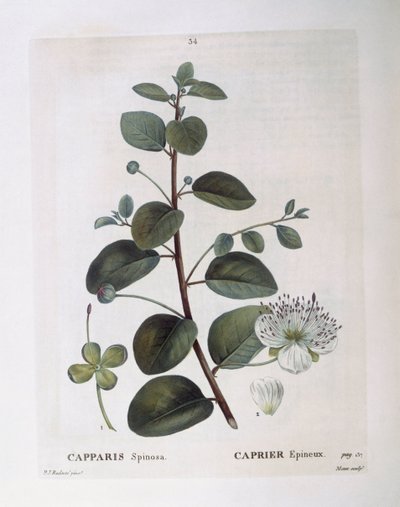 Cappero (Capparis spinosa), tavola botanica di Pierre Joseph Redouté da Pierre Joseph Redouté