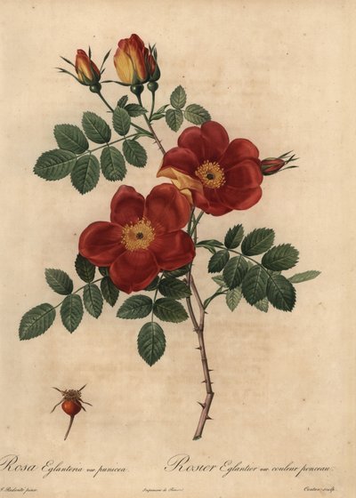 Rosa di rame, Rosa eglanteria da Pierre Joseph Redouté