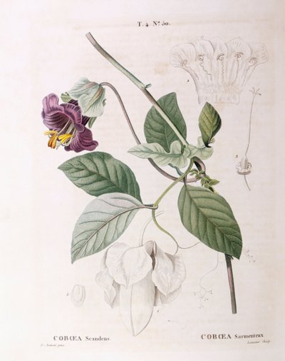 Vite a coppa e piattino (Cobaea scandens), tavola botanica di Pierre Joseph Redouté da Pierre Joseph Redouté