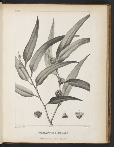 Eucalyptus Globulus da 
