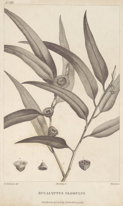 Eucalyptus Globulus da 