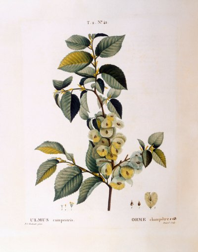 Olmo campestre (Ulmus campestris o minor), tavola botanica di Pierre Joseph Redouté da Pierre Joseph Redouté