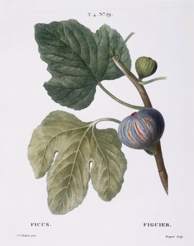 Fico (Ficus), tavola botanica di Pierre Joseph Redouté da Pierre Joseph Redouté