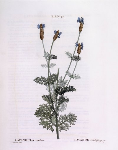 Lavanda francese (Lavandula stoechas), Henry Louis Duhamel du Monceau, tavola botanica di Pierre Joseph Redouté da Pierre Joseph Redouté