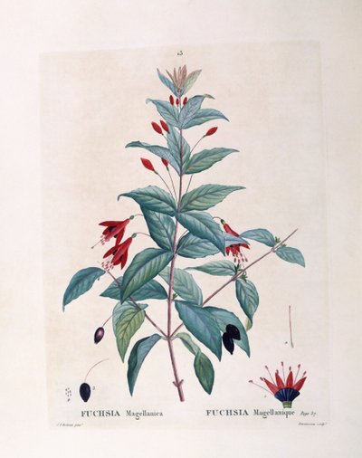 Fucsia (Fuchsia magellanica), Henry Louis Duhamel du Monceau, tavola botanica di Pierre Joseph Redouté da Pierre Joseph Redouté