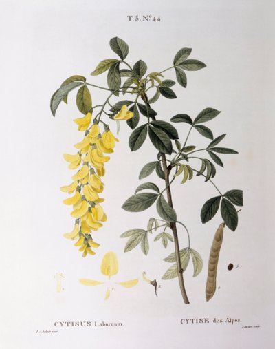Maggiociondolo (Cytisus laburnum), tavola botanica di Pierre Joseph Redouté da Pierre Joseph Redouté