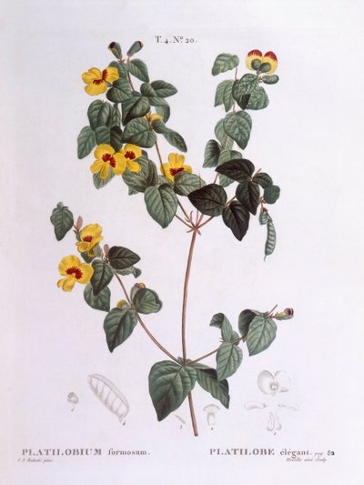 Platylobium formosum, Henry Louis Duhamel du Monceau, tavola botanica di Pierre Joseph Redouté da Pierre Joseph Redouté