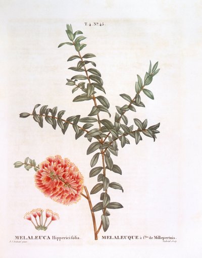 Cespuglio di Melaleuca (Melaleuca hypericifolia), Henry Louis Duhamel du Monceau, tavola botanica di Pierre Joseph Redouté da Pierre Joseph Redouté