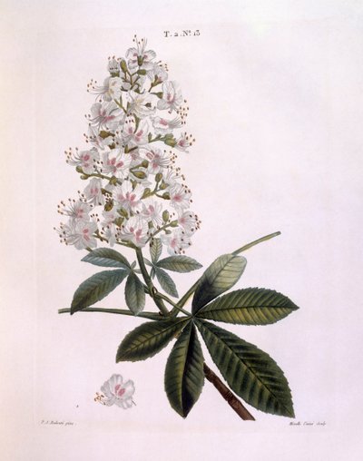 Ippocastano (Aesculus hippocastanum), tavola botanica di Pierre Joseph Redouté da Pierre Joseph Redouté