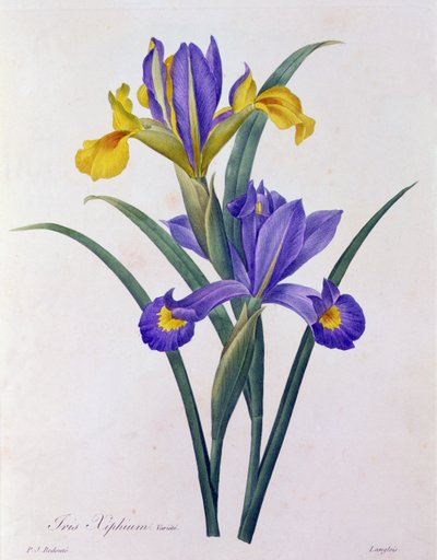 Iris Xiphium da Pierre Joseph Redouté