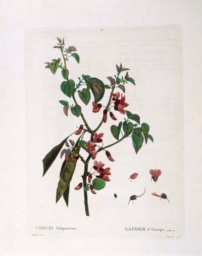 Albero di Giuda (Cercis siliquastrum), tavola botanica di Pierre Joseph Redouté da Pierre Joseph Redouté