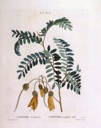 Kowhai (Sophora tetraptera o Edwardsia grandiflora), tavola botanica di Pierre Joseph Redouté da Pierre Joseph Redouté