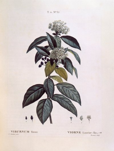 Laurustinus (Viburnum tinus), tavola botanica di Pierre Joseph Redouté da Pierre Joseph Redouté