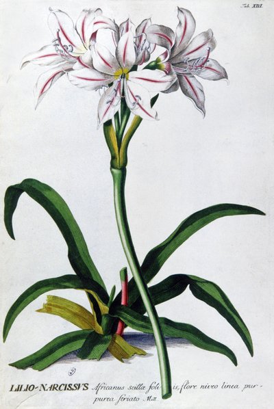 Giglio, Lilio Narciso da Pierre Joseph Redouté