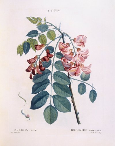 Robinia (Robinia rosea), Henry Louis Duhamel du Monceau, tavola botanica di Pierre Joseph Redouté da Pierre Joseph Redouté